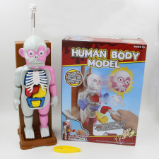 3D Puzzle Human Body Organ Model Party Game
