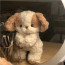 Cavalier King Charles Spaniel Plush Toy 30cm 11.8inches
